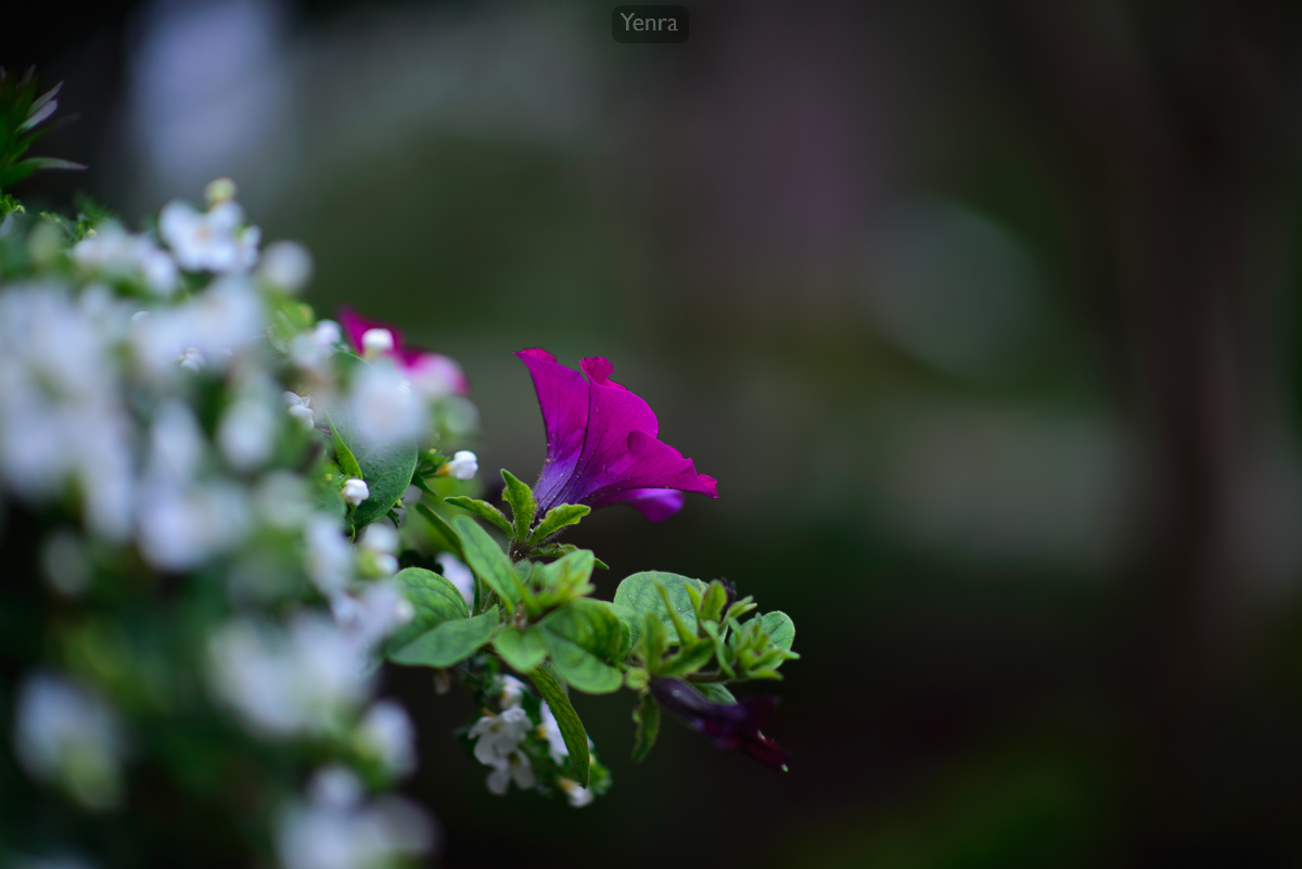 Flower with my 85mm