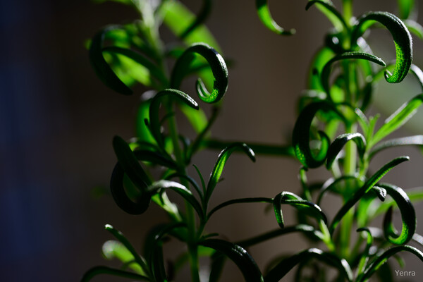 Backlit close-up of rosemary sprigs showing curled leaves and deep shadows