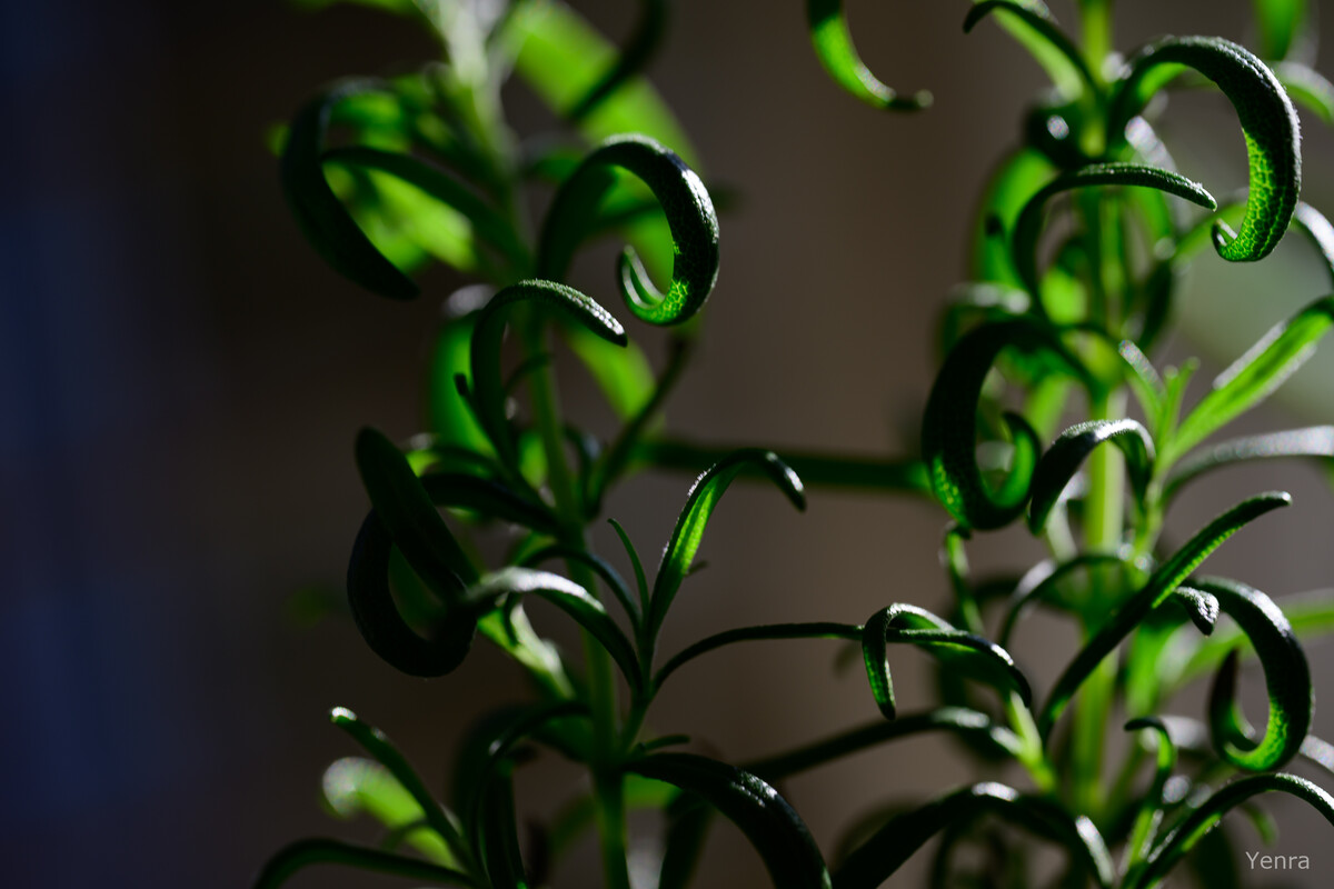 Backlit close-up of rosemary sprigs showing curled leaves and deep shadows