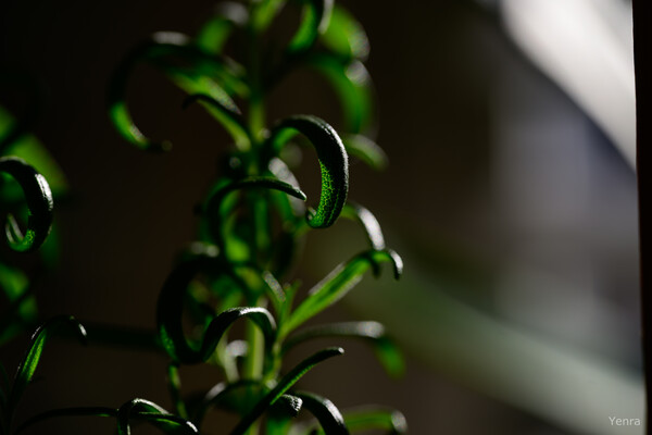 Close-up of green rosemary sprigs with curled leaves illuminated by soft backlighting against a dark, blurred background.