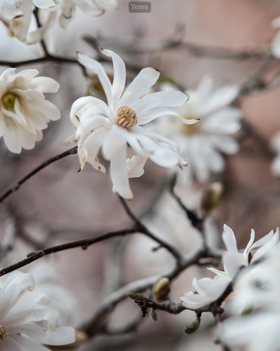 Star Magnolia Blossoms