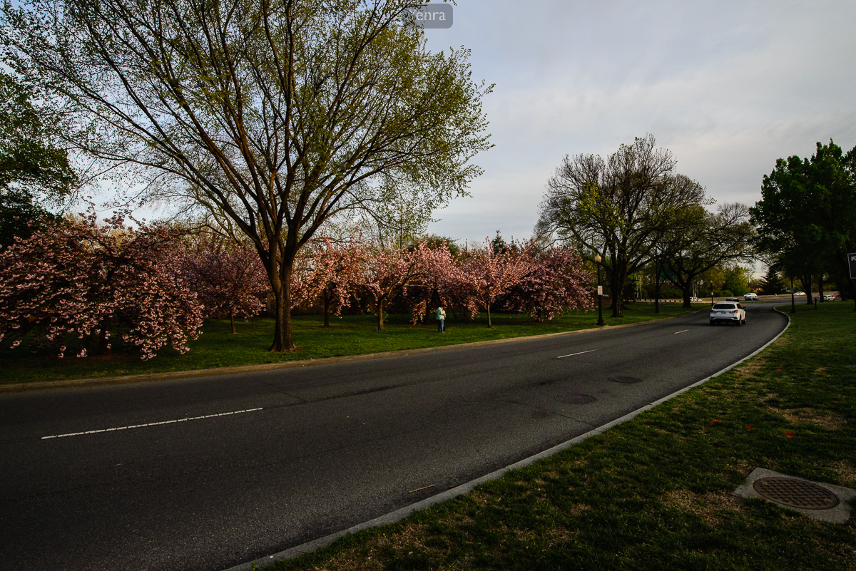 Kwanzan Cherry Blossoms