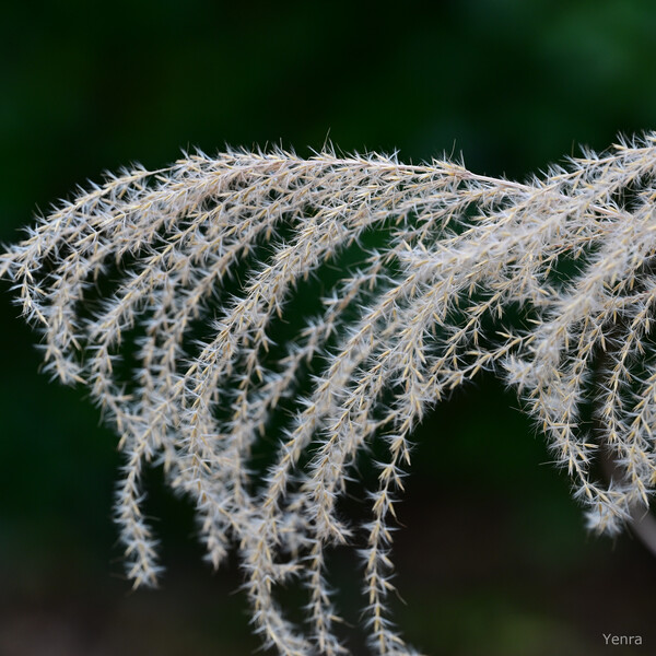 Close-up of feathery beige grass heads against a dark green blurred background