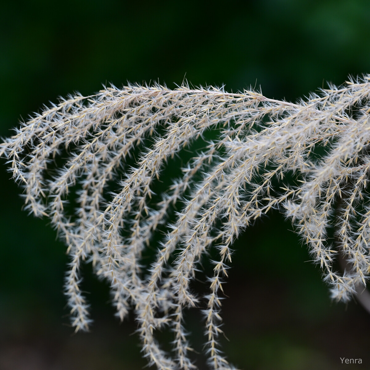 Close-up of feathery beige grass heads against a dark green blurred background