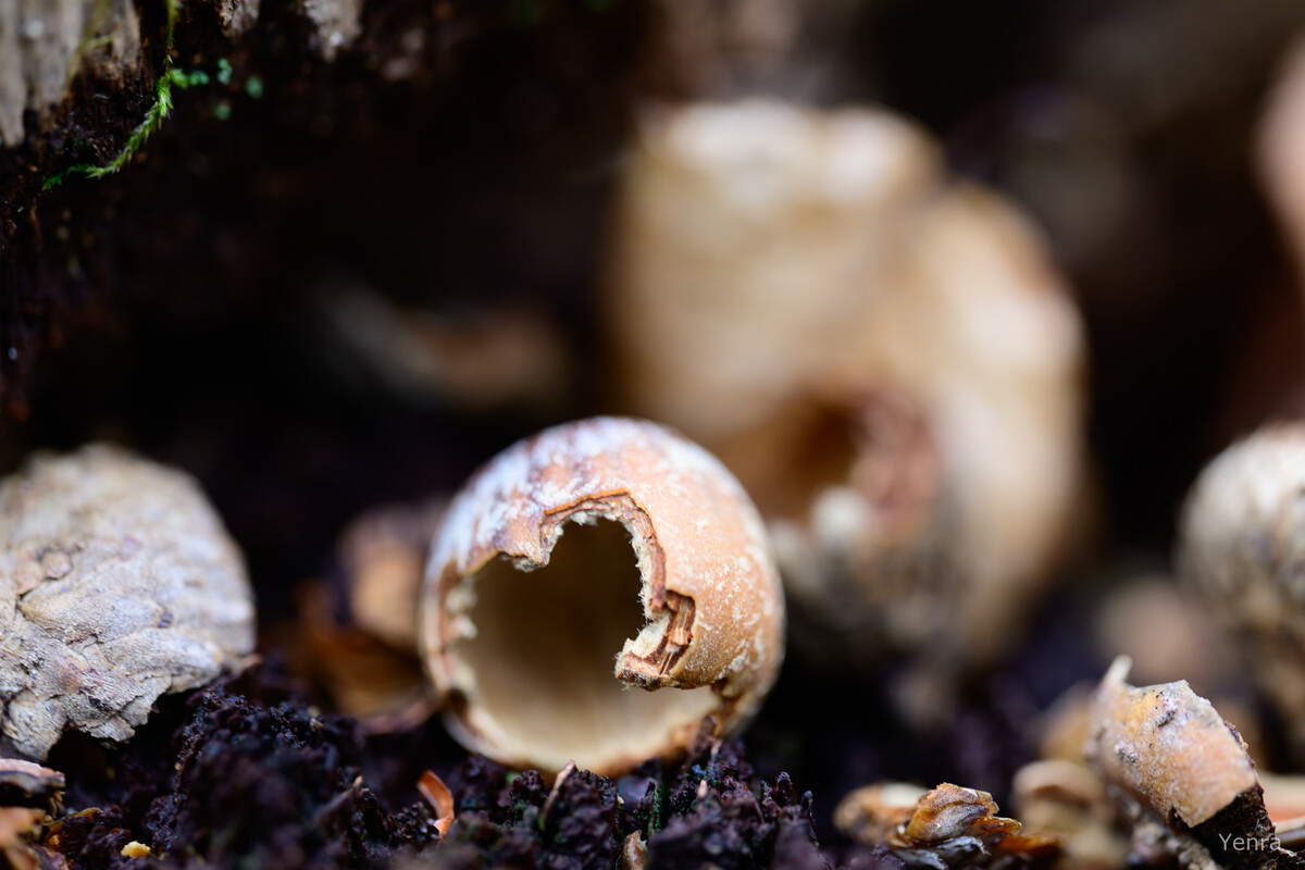 Macro photography of a torn mushroom casing on forest floor